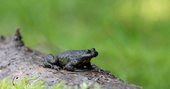 4k video. The yellow-bellied toad (Bombina variegata) on the green moss. Brown frog with yellow belly with green and brown back. 