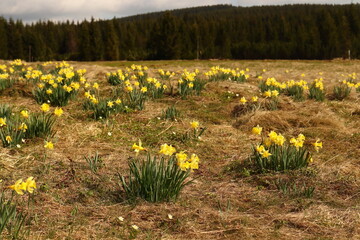 Obraz premium Narcissus pseudonarcissus, a mountain meadow covered with bunches of yellow daffodils