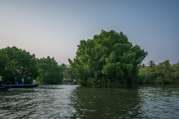 Canoe trip through Mangrove forest in Munroe Island