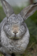 rabbit in the garden
