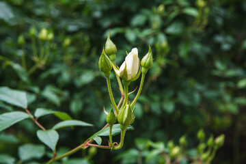 薔薇園の薔薇の花