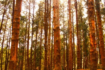 Pine Tree Forests in Ooty, Tamil Nadu, India. A journey through the amazing pine forest in the blue mountains.