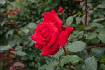 薔薇園の薔薇の花