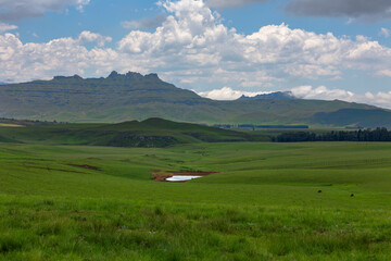 Waterhole in the middle of green pastures