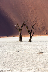 Two dead camel thorn trees in front of a sand dune