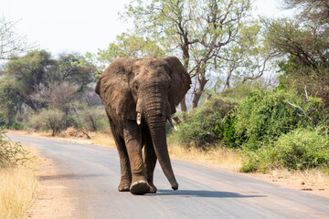Large elephant walking in the road