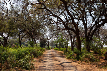 Dirt road under high trees