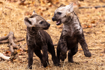 Two young hyena cubs playing