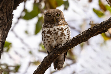 African Bared Owl with one eye closed