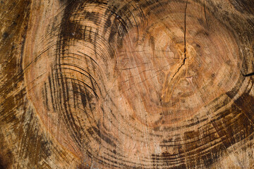 Naklejka premium saw cut texture with annual rings and cracks.