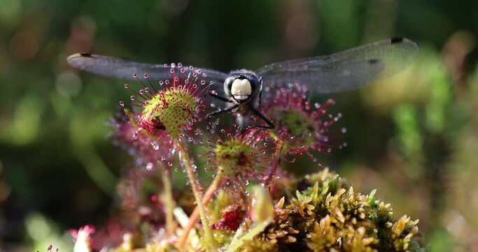 4k video.A dragonfly caught on the sticky threads of the carnivorous plant.Close up of drosera rotundifolia, the round-leaved sundew or common sundew, a carnivorous plant.