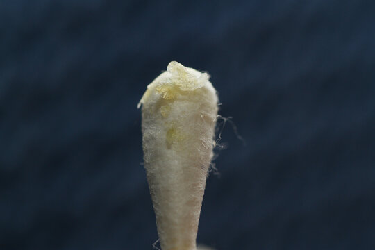 Macro texture of earwax or cerumen on cotton buds