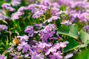 Phlox subulata. flower carpet for the cottage or flower beds near the house. beautiful lilac flowers. A popular ornamental garden plant, it is cultivated all over the world.