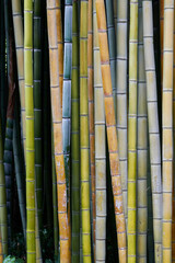 canne di bambu di diverso colore - 506049269