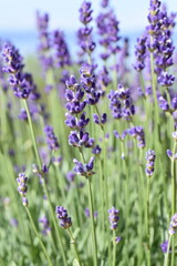 English lavender Lavandula angustifolia purple flowers