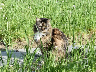 Norwegian forest cat sitting in high grass in a garden