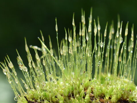 Extreme closeup on spores of windblown moss dicranum with raindrops