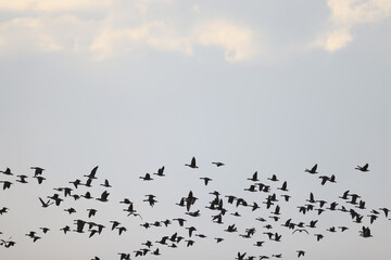 geese flock against the sky freedom wildlife birds
