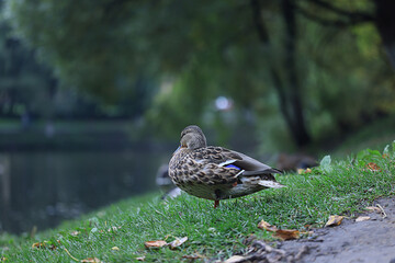duck in spring mallard grey bird migratory wild