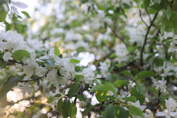 blooming apple orchard spring background branches trees flowers nature