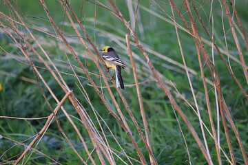 small bird in the wild in the forest