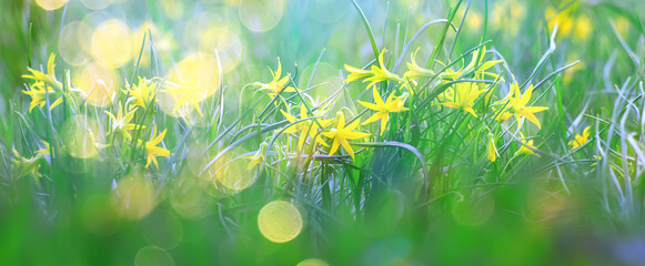 glare sun bokeh background wild spring flowers