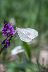 Motyl wietek gorczycznik na fioletowym kwiatku
