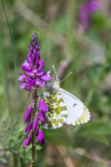 Motyl zorzynek rzeżuchowiec na fioletowym kwiatku