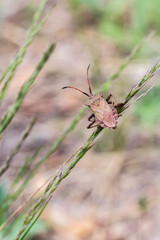 Pluskwiak wtyk straszyk na łące