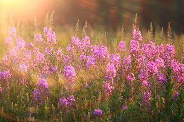 fireweed background pink flowers ivan tea