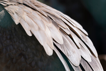 Griffon vulture feather close-up. Selective Focus.
