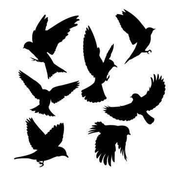 A set of bird vector silhouettes isolated on a white background.