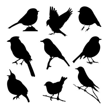 A set of bird vector silhouettes isolated on a white background.