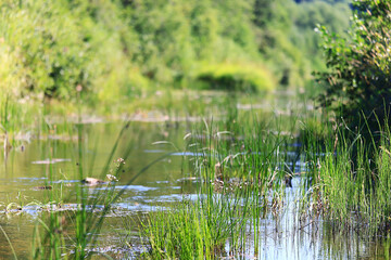 landscape spring forest background nature