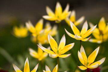 bright yellow flowers in the form of stars bloom in the field, natural background