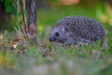 Hedgehog walks through the woods and green grass in a forest.