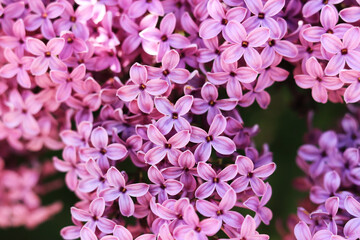 Spring flowering lilac. Light purple clusters of flowers with selective focus. Spring background or screensaver