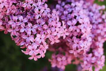 Lilac blossom, bright photo for calendar covers, notebooks, banners or magazines. Natural floral background