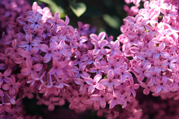 Lilac blossom, bright photo for calendar covers, notebooks, banners or magazines. Natural floral background