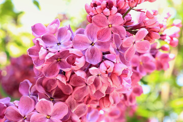 Lilac blossom, selective focus. Natural floral background.