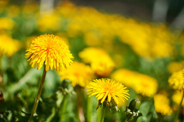 Delicate and light dandelion flowers outdoors