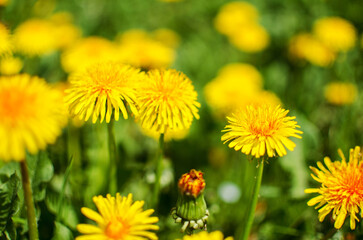 Delicate and light dandelion flowers outdoors