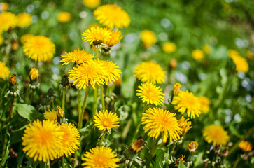 Delicate and light dandelion flowers outdoors