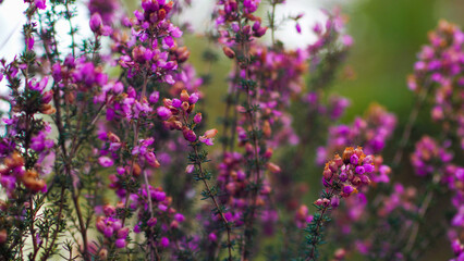 Macro de tiges et de fleurs de bruyère, photographiées entre des rangées de pins landais