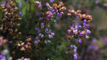 Macro de tiges et de fleurs de bruyère, photographiées entre des rangées de pins landais