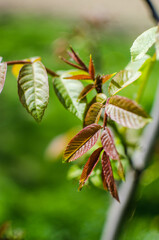 Abstraction growing green leaves on a light background outdoors