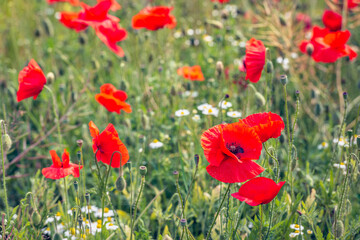 Naklejka premium Closeup of a blooming popies among other flowering wild plants such as wild daisies. The photo was taken on a spring day just after a heavy rain shower. Small water droplets are still visible.