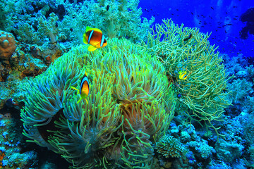 anemone fish, clown underwater orange fish sea background aquarium