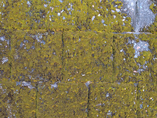 コケに覆われたコンクリート壁