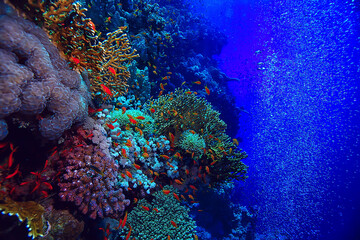 coral reef background, underwater marine life ecosystem ocean sea